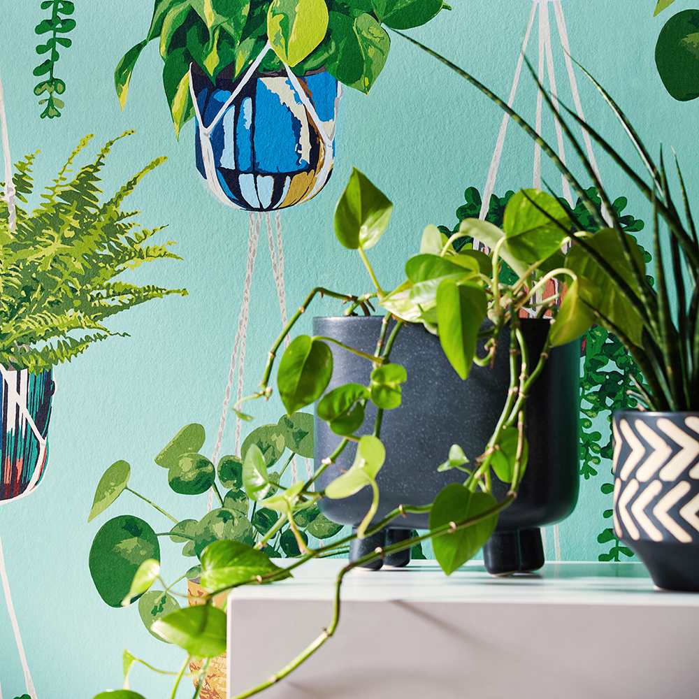 Houseplant Wallpaper - Ohpopsi