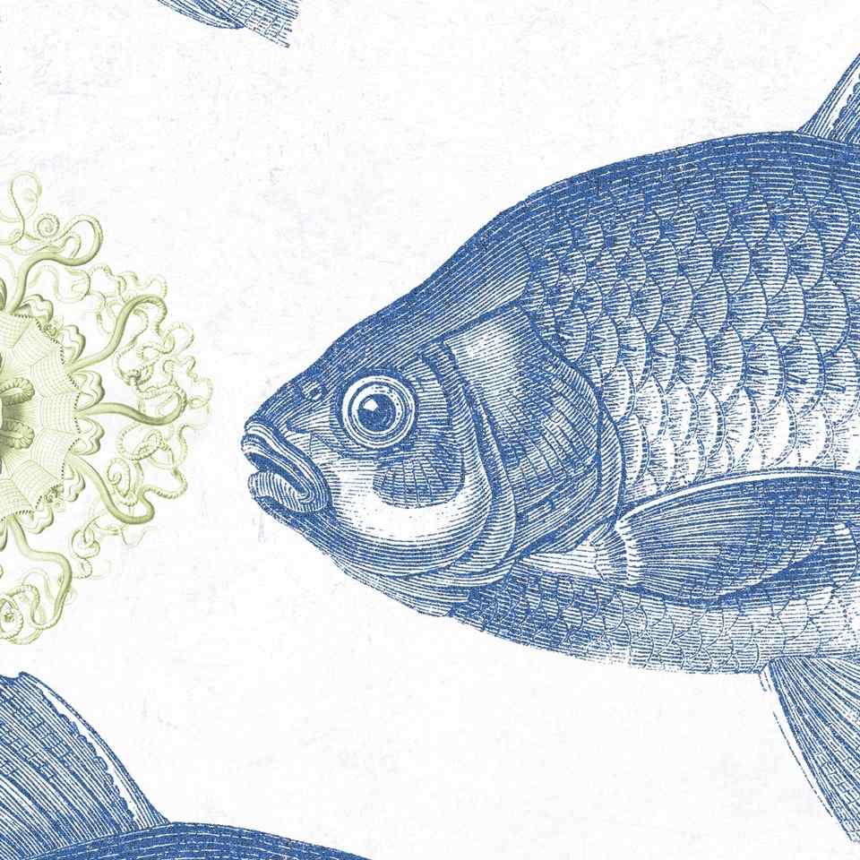 Blue Fish Wallpaper - Set of 3 Rolls - MINDTHEGAP