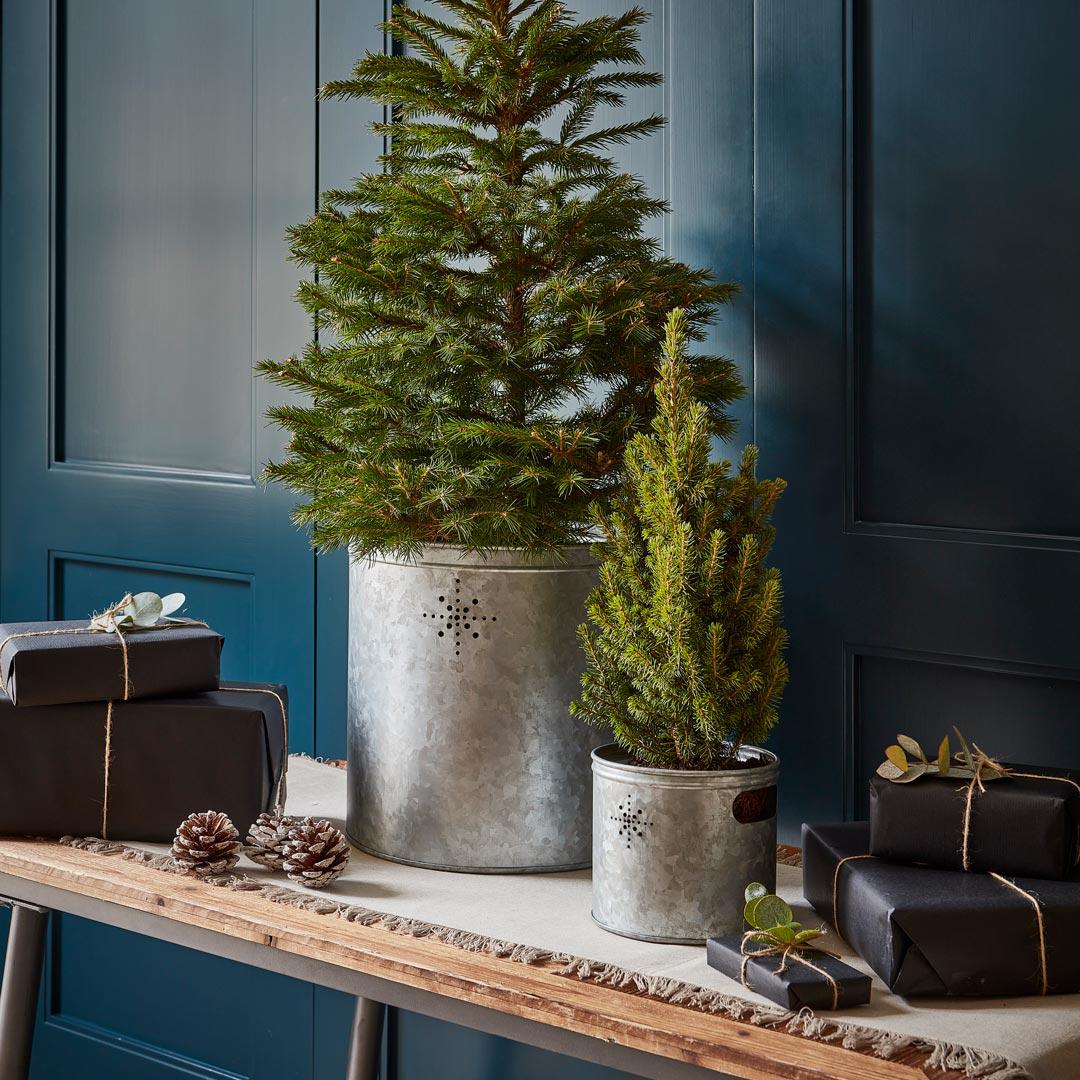 Indoor Christmas Tree Bucket with Star Lime Lace
