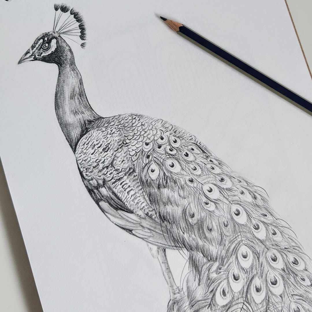 Peacock Manor Wallpaper - Rose - Brand Mckenzie