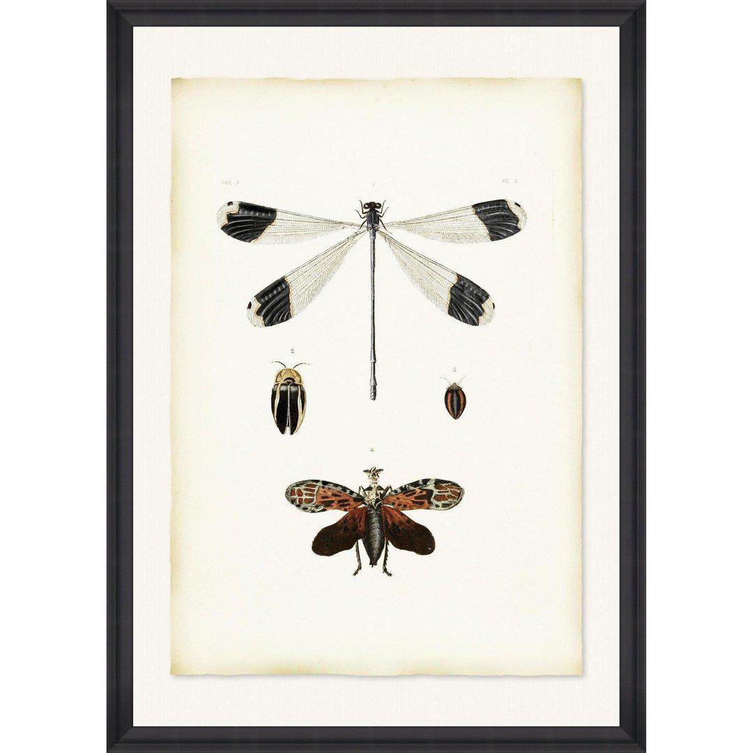 Libellula Framed Wall Art - MINDTHEGAP