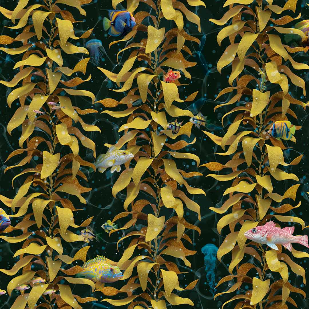Amazing Where Can I Buy Kelp Image for Your Screen Amazing Where Can I Buy Kelp Image for Your Screen