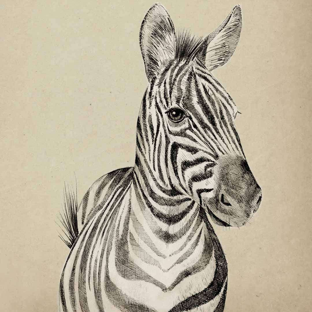 Zavier the Zebra - Fine Art Print - Victoria Sanders