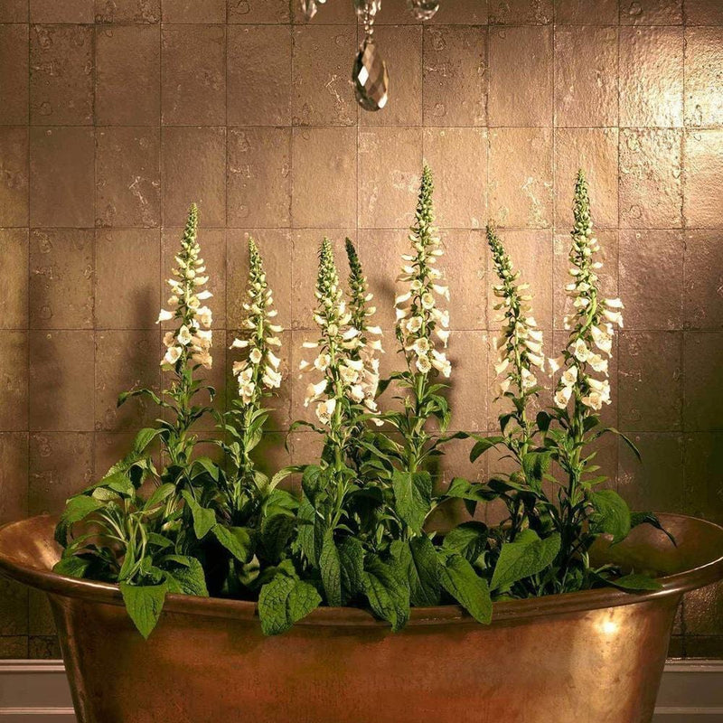 Antique Mirror Wallpaper - Mariinsky Damask - Cole & Son