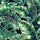 Banana Leaves Wallpaper - Leaf Green - Brand Mckenzie