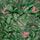 Monkey Forest Wallpaper - Dark Green & Pink - Brand Mckenzie