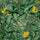 Tropical Forest Wallpaper - Dark Green & Yellow - Brand Mckenzie