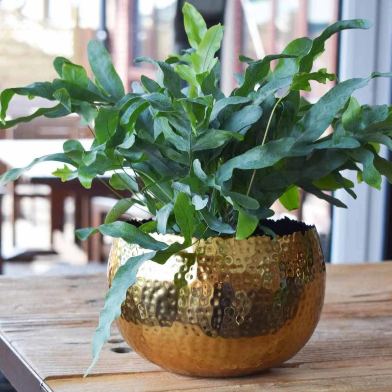 Gold Marrakesh Hammered Bowl Planter
