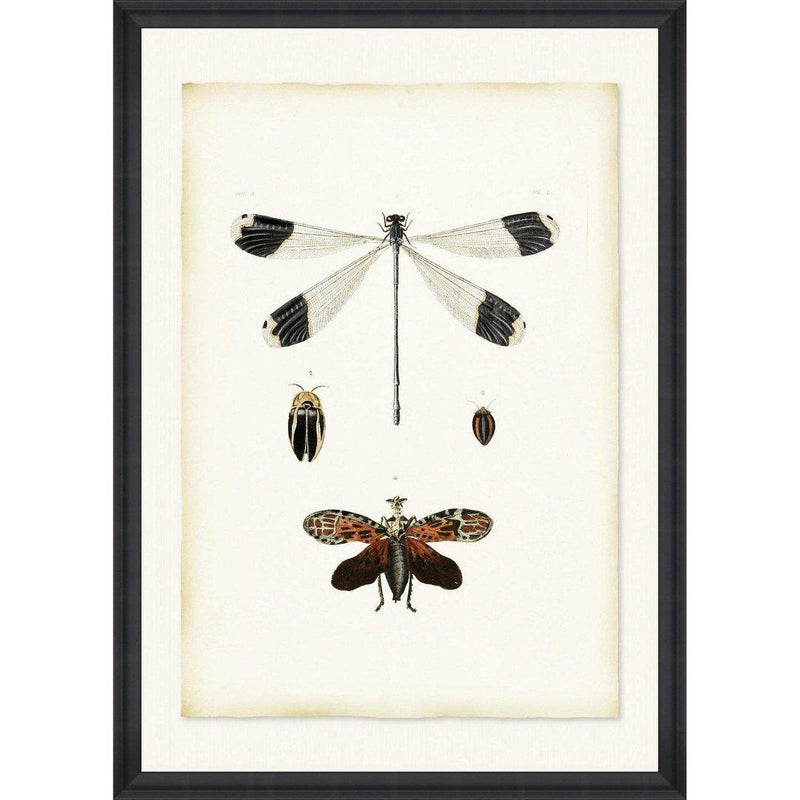 Libellula Framed Wall Art - MINDTHEGAP